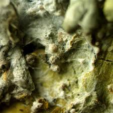 Attēlu rezultāti vaicājumam “Athelia arachnoidea”