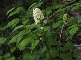 Attēlu rezultāti vaicājumam “Actaea spicata flower”