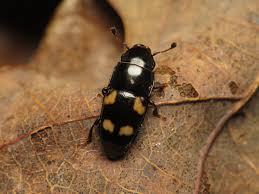 Attēlu rezultāti vaicājumam “Glischrochilus quadripunctatus imago”