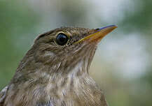 Image result for Locustella fluviatilis