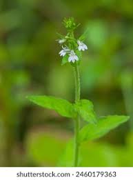 Attēlu rezultāti vaicājumam “Calystegia inflata leaf”