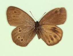 Attēlu rezultāti vaicājumam “Aphantopus hyperantus upperside”