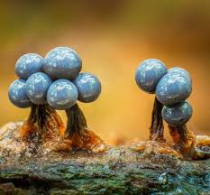 Attēlu rezultāti vaicājumam “Cribraria sp.”