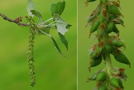 Attēlu rezultāti vaicājumam “Populus x canescens”