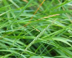 Attēlu rezultāti vaicājumam “Elytrigia repens”