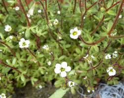 Attēlu rezultāti vaicājumam “Saxifragaceae”