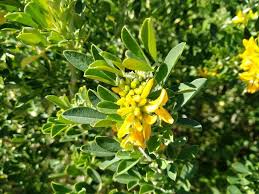 Attēlu rezultāti vaicājumam “Medicago”