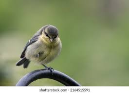 Attēlu rezultāti vaicājumam “Cyanistes caeruleus juvenile”