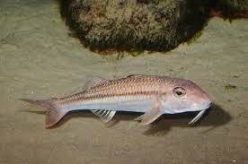 Image result for Mullus surmuletus