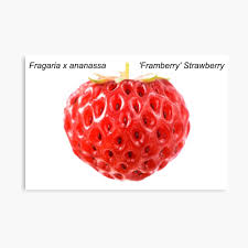 Attēlu rezultāti vaicājumam “Fragaria x ananassa fruit”