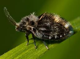 Attēlu rezultāti vaicājumam “Psychodidae”