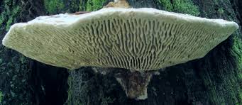 Attēlu rezultāti vaicājumam “Daedalea quercina”