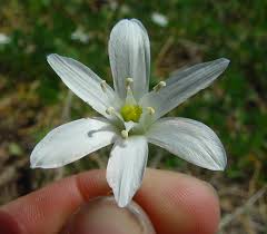 Attēlu rezultāti vaicājumam “Ornithogalum umbellatum flower”