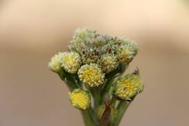 Attēlu rezultāti vaicājumam “Petasites spurius”