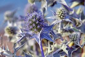Attēlu rezultāti vaicājumam “Eryngium maritimum”