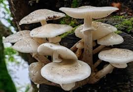 Attēlu rezultāti vaicājumam “Mamestra brassicae exuvia”