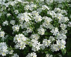 Attēlu rezultāti vaicājumam “Myosotis sylvatica flower”