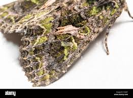 Attēlu rezultāti vaicājumam “Trachea atriplicis”