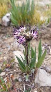 Attēlu rezultāti vaicājumam “Saussurea esthonica flower”