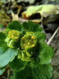 Attēlu rezultāti vaicājumam “Chrysosplenium alternifolium leaf”