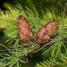 Attēlu rezultāti vaicājumam “Larix sibirica”