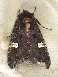 Attēlu rezultāti vaicājumam “Melanchra persicariae”