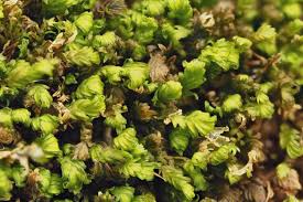 Attēlu rezultāti vaicājumam “Fissidens bryoides”