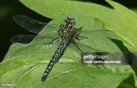 Attēlu rezultāti vaicājumam “Brachytron pratense”