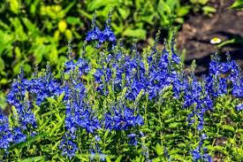 Attēlu rezultāti vaicājumam “Veronica austriaca subsp. teucrium bud”