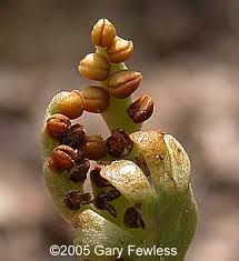 Attēlu rezultāti vaicājumam “Hygroamblystegium varium sporophyte”
