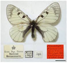 Attēlu rezultāti vaicājumam “Parnassius mnemosyne underside”