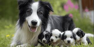 Afbeeldingsresultaat voor honden