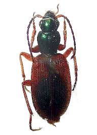 Attēlu rezultāti vaicājumam “Anchomenus dorsalis”