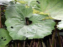 Attēlu rezultāti vaicājumam “Petasites spurius leaf”