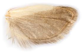 Attēlu rezultāti vaicājumam “Eana incanana”