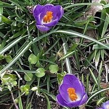Attēlu rezultāti vaicājumam “Crocus tommasinianus flower”