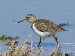 Attēlu rezultāti vaicājumam “Actitis hypoleucos”