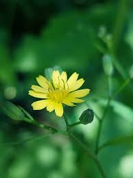 Attēlu rezultāti vaicājumam “Lapsana communis flower”