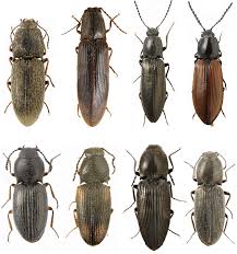 Attēlu rezultāti vaicājumam “Elateridae”