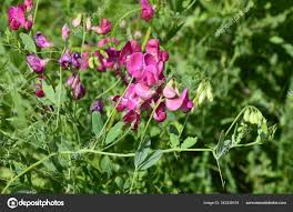 Attēlu rezultāti vaicājumam “Lathyrus sylvestris bud”