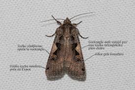 Attēlu rezultāti vaicājumam “Xestia c-nigrum”