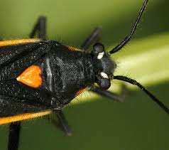 Attēlu rezultāti vaicājumam “Capsodes gothicus”