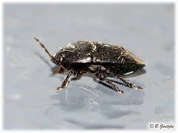 Attēlu rezultāti vaicājumam “Cydnidae”