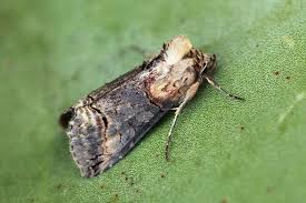 Attēlu rezultāti vaicājumam “Abrostola triplasia”