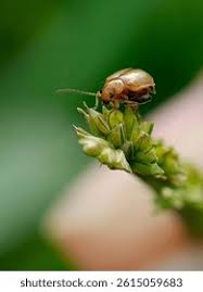 Attēlu rezultāti vaicājumam “Altica sp.”