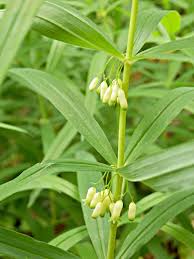Attēlu rezultāti vaicājumam “Polygonatum verticillatum”