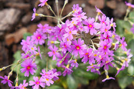 Attēlu rezultāti vaicājumam “Primula farinosa flower”