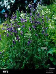 Attēlu rezultāti vaicājumam “Polemonium caeruleum bud”