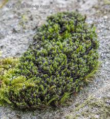 Attēlu rezultāti vaicājumam “Grimmia muehlenbeckii”