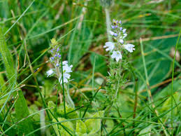 Image result for Veronica officinalis